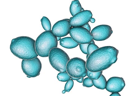 adsorbente-de-micotoxinas-saccharomyces-cerevisiae