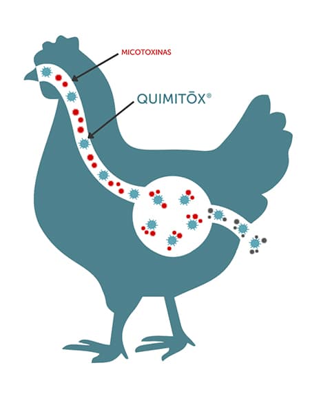 secuestrante-de-micotoxinas-efecto-quimitox