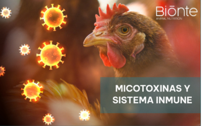 Micotoxinas