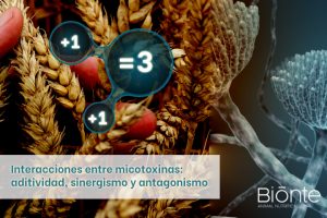 Interacciones entre micotoxinas