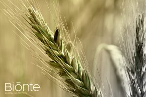 Alcaloides Ergot Nutrición Animal