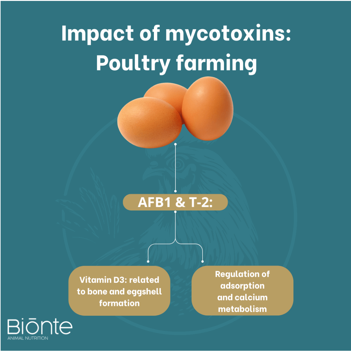 vitamin D3BIŌNTE QUIMITŌX PLUS doesn't interfere absorption