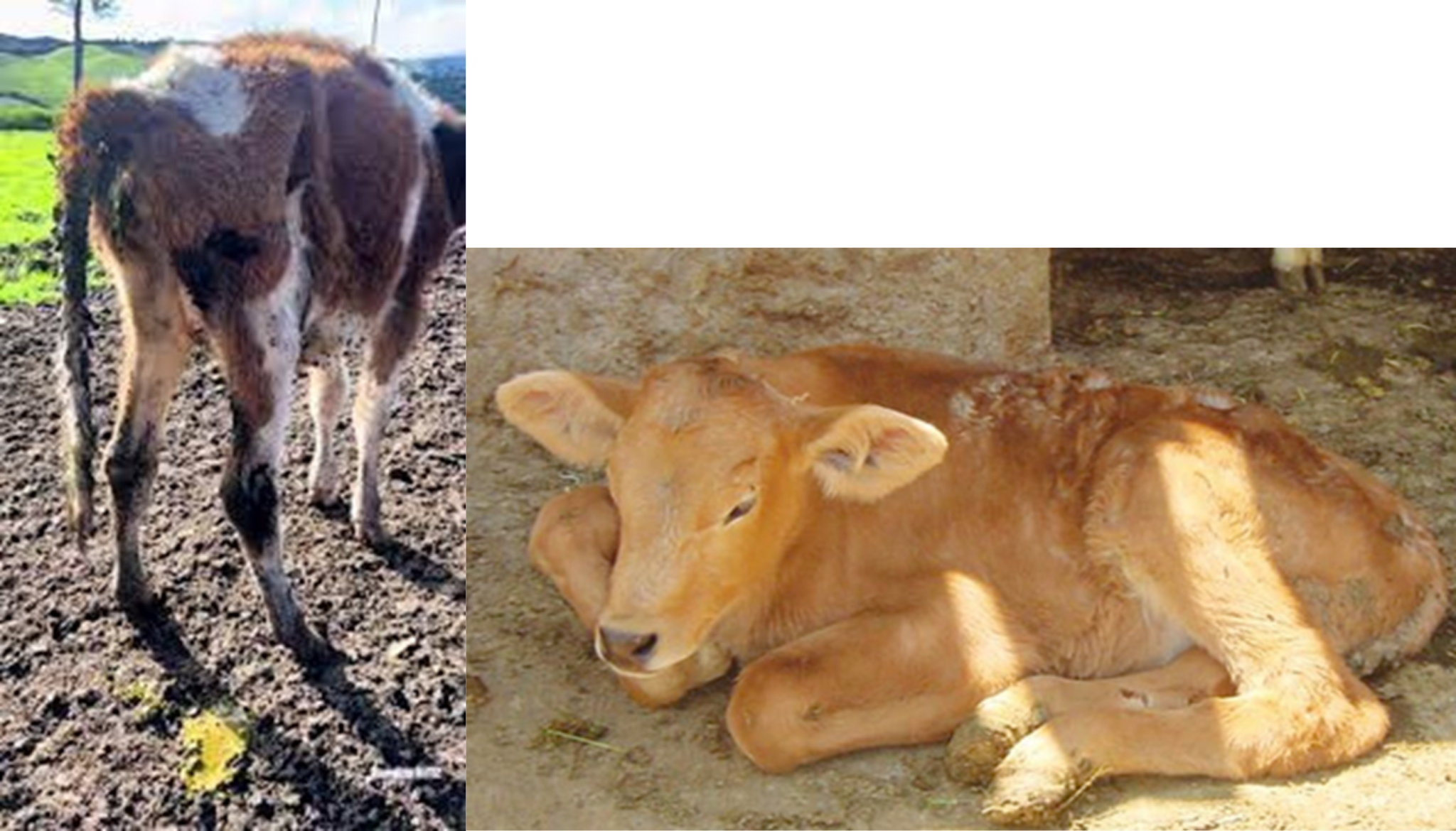 Mycotoxicosis in ruminants: clinical signs