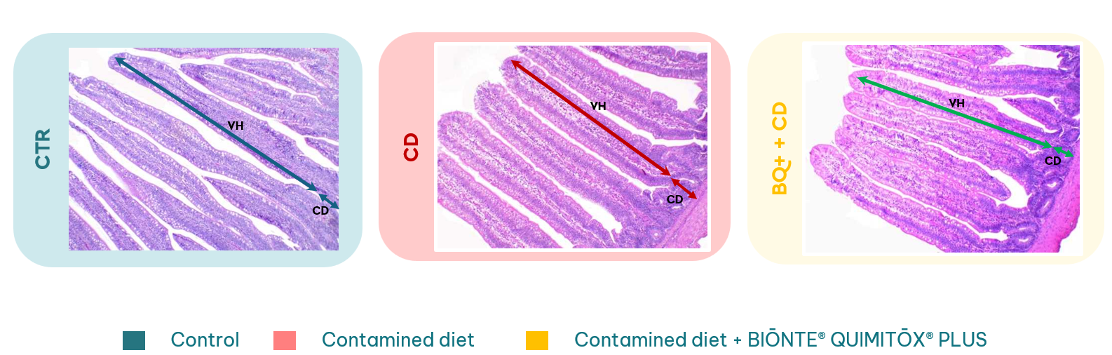 Immagini istopatologiche del digiuno