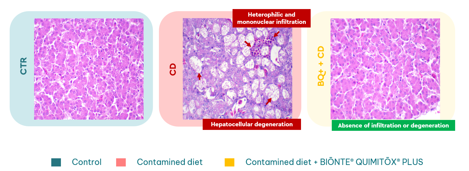 Istopatologia epatica