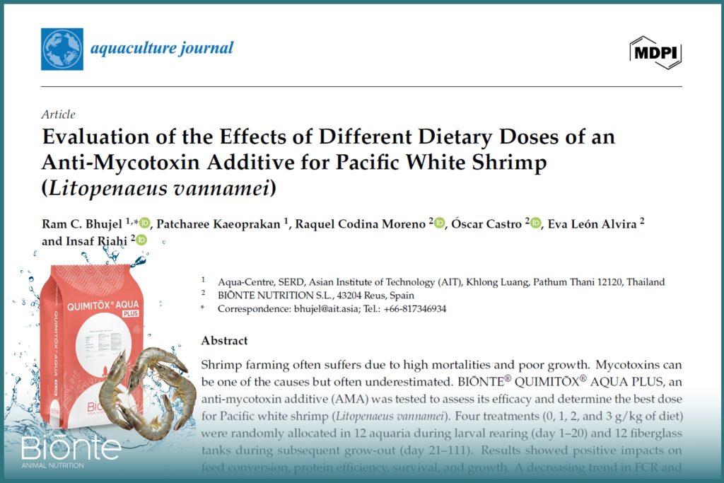 White shrimp