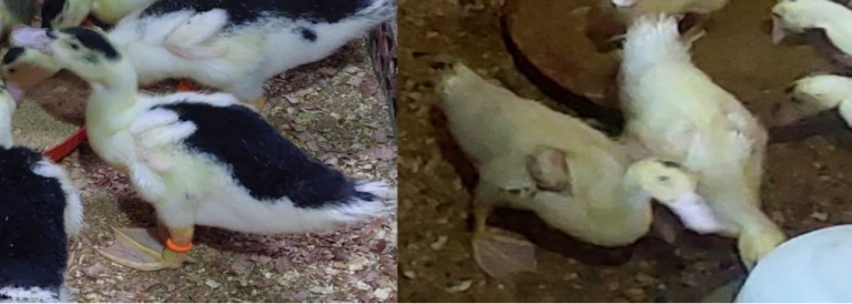 Micotoxicosis en patos