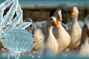 Signos clínicos Patos