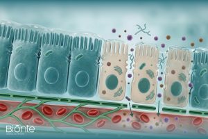 Permeabilidad y microbiota