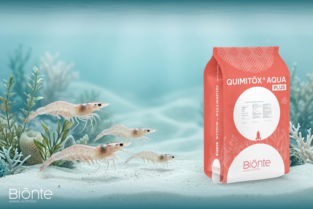 White Shrimp