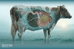 Rumen detoxification