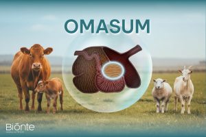 Omasum