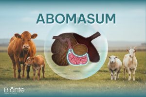 Abomasum
