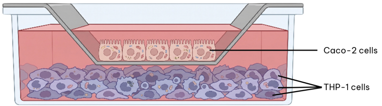 Immune response