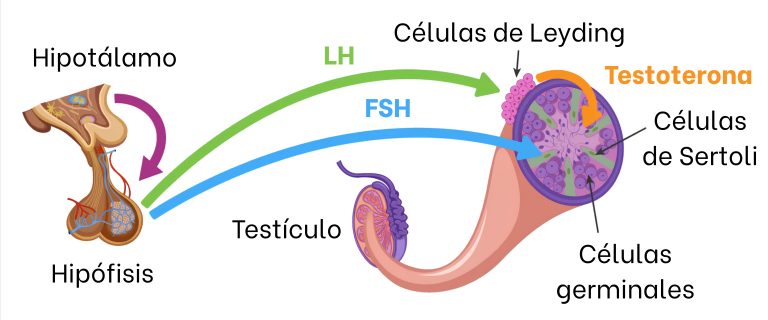 Machos reproductores