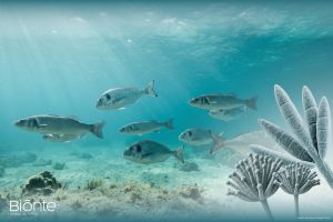 Seabream and Seabass