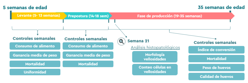 BIŌNTE® QUIMITŌX® PLUS MITIGA LOS EFECTOS DE LAS MICOTOXINAS EN GALLINAS PONEDORAS EXPUESTAS A DIETAS MULTI-CONTAMINADAS